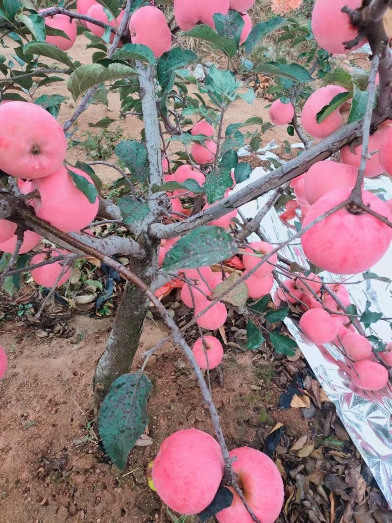 【基地】辽宁绥中红富士苹果常年供应货源充足大量批发