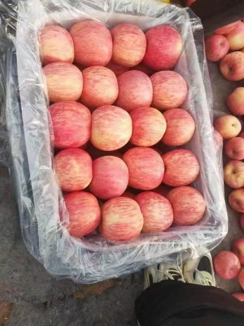 【基地】辽宁绥中红富士苹果常年供应货源充足大量批发