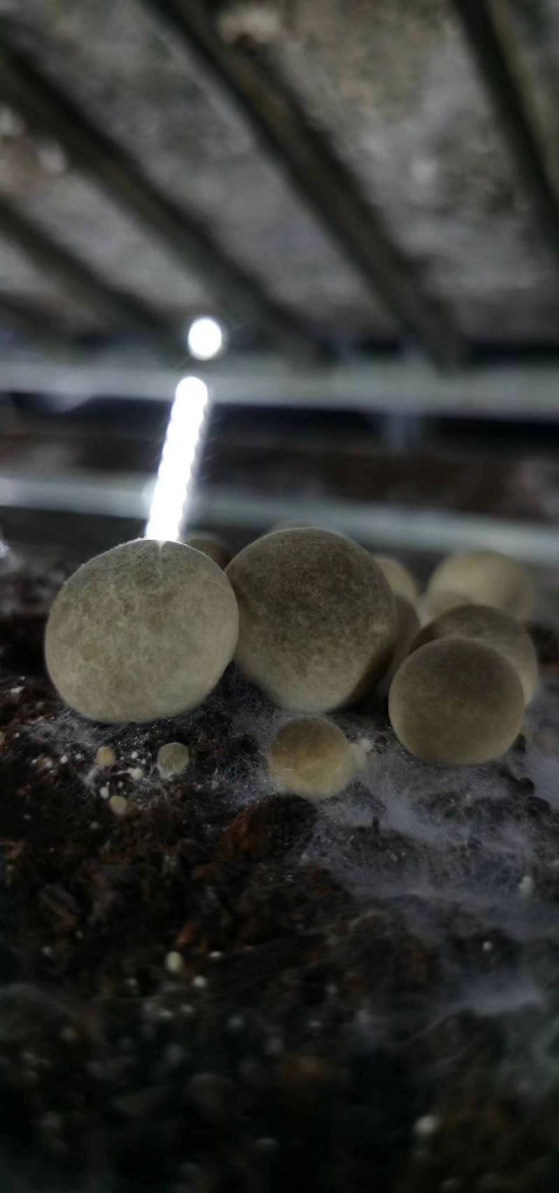 鲜草菇