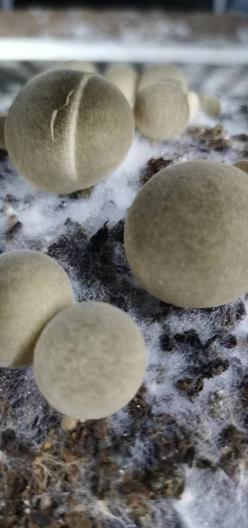 鲜草菇