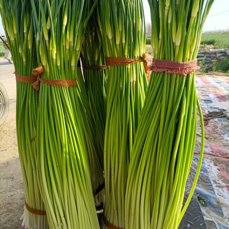 周口白帽早熟蒜苔，淮阳蒜苔白帽，长度60公分以上。