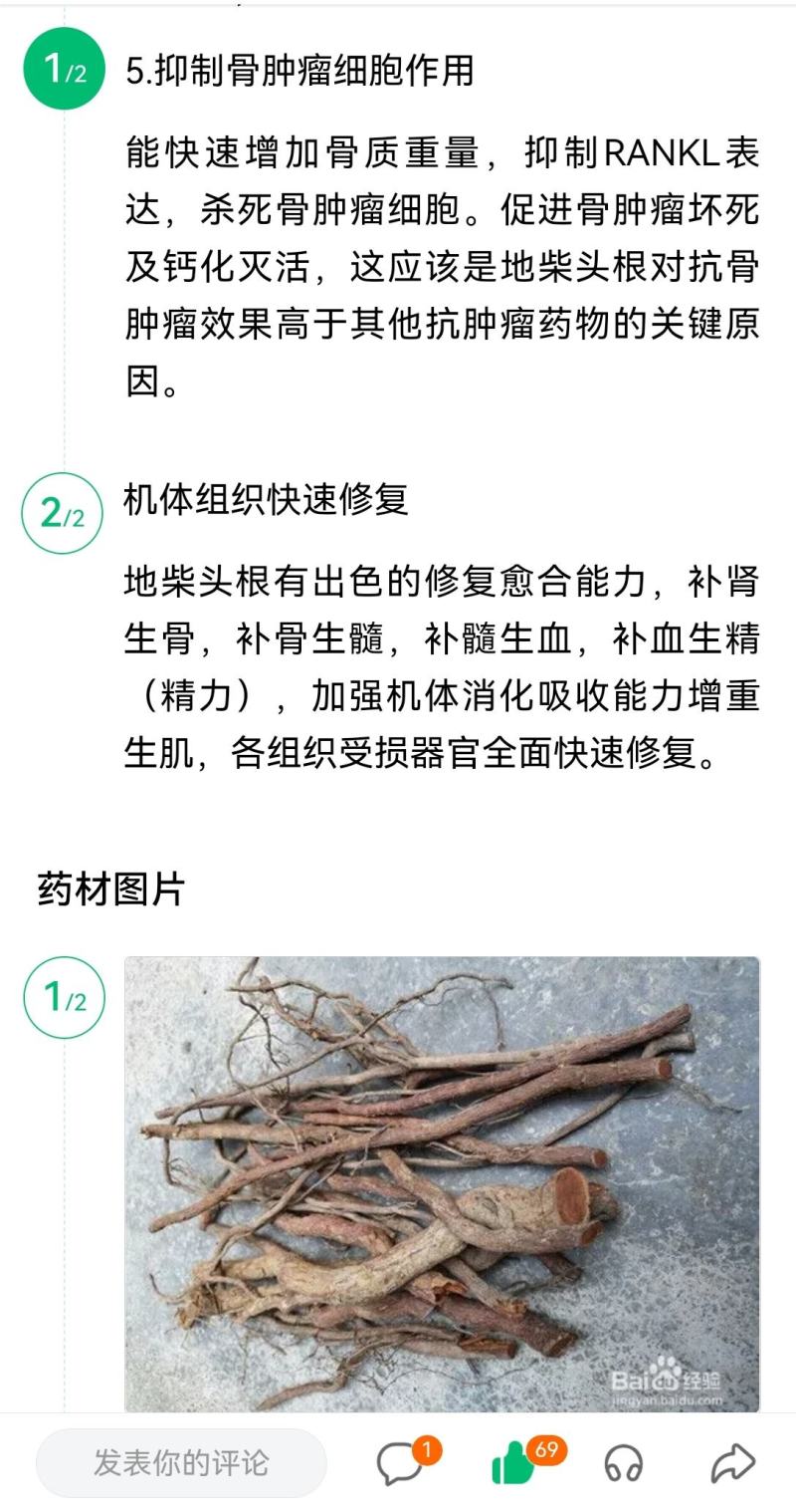 越南地柴头作用与功效，接骨木越南直邮