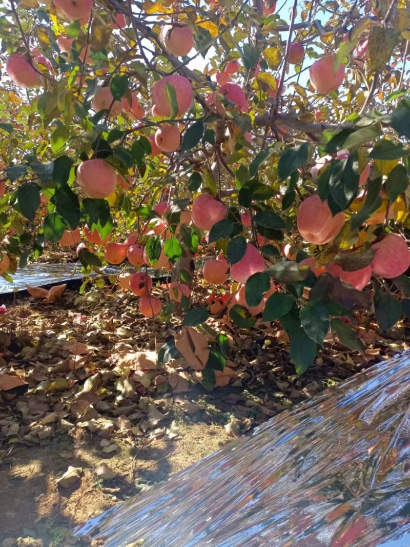 【推荐】辽宁绥中寒富苹果口感脆甜货源充足基地直发全国发货