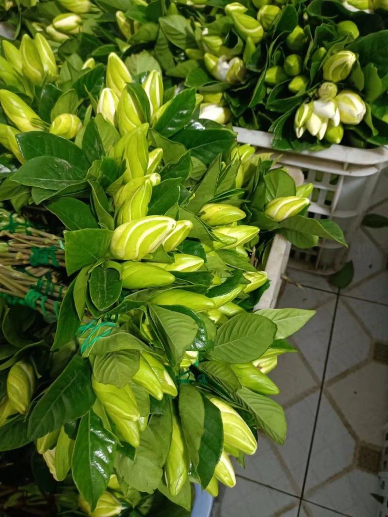 重瓣特香大叶栀子鲜花