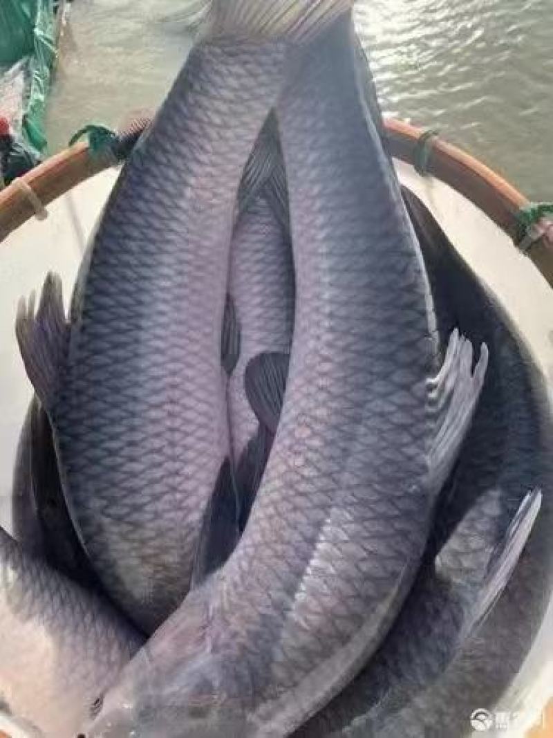青鱼苗各种规格可下塘