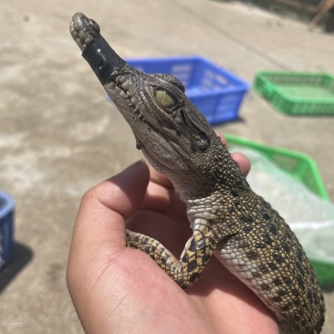 鳄鱼苗湾鳄鳄鱼幼崽苗活体幼苗高品质优质苗