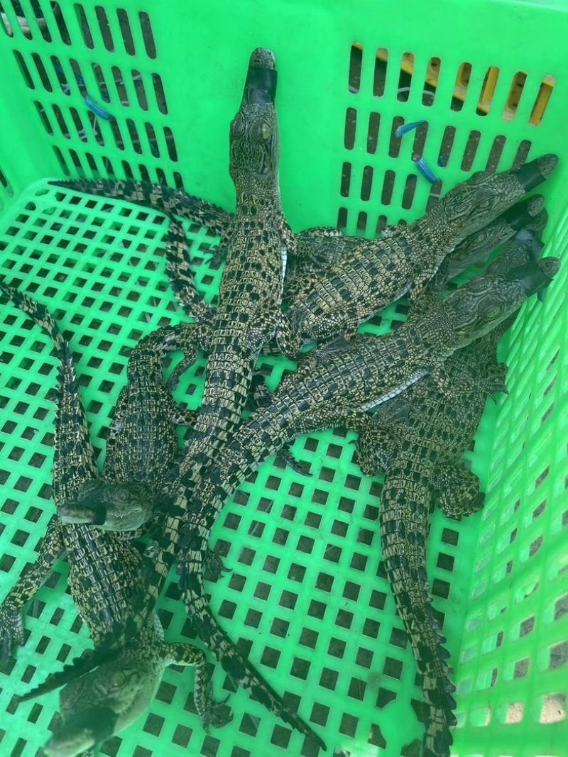 鳄鱼苗湾鳄鳄鱼幼崽苗活体幼苗高品质优质苗