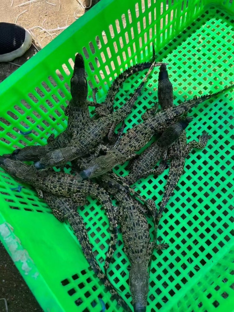 鳄鱼苗湾鳄鳄鱼幼崽苗活体幼苗高品质优质苗