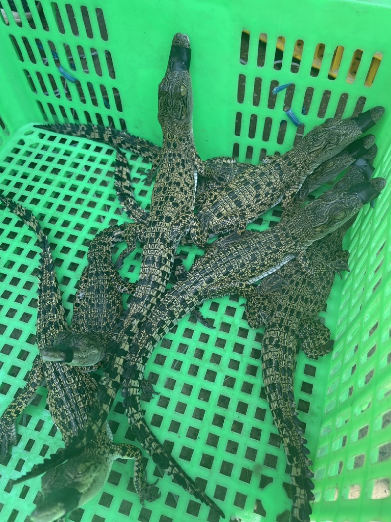 鳄鱼苗湾鳄鳄鱼幼崽苗活体幼苗高品质优质苗