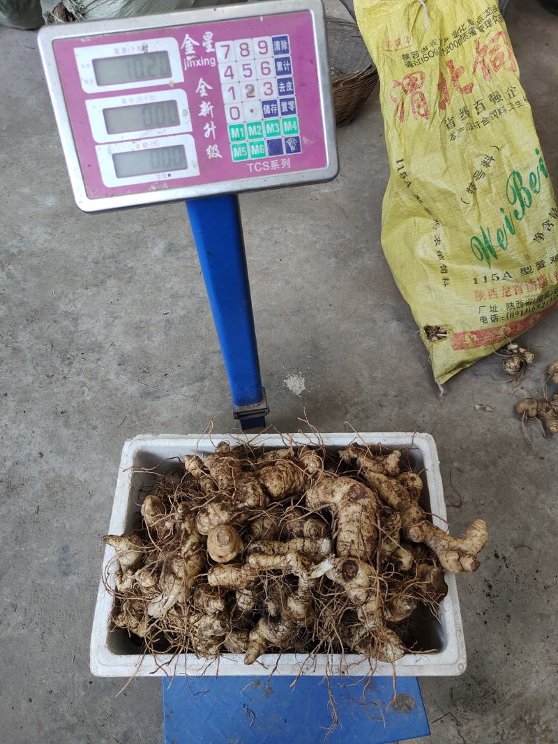 野生选个鸡头黄精，图片实拍(40斤）数量有限，卖完下架！