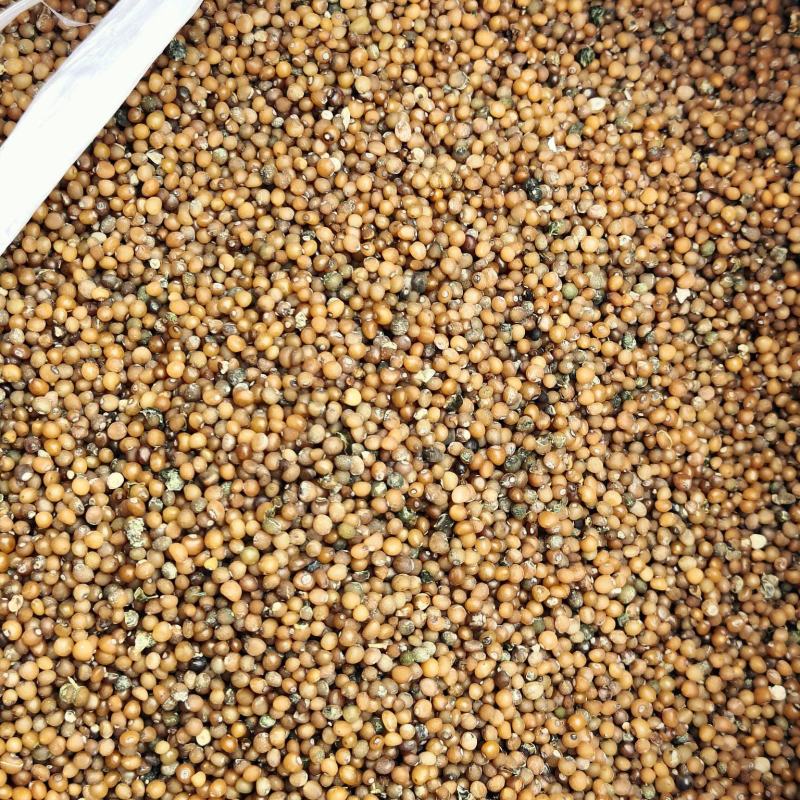 鸡头黄精籽，脱皮净籽，药食两用，质优价廉