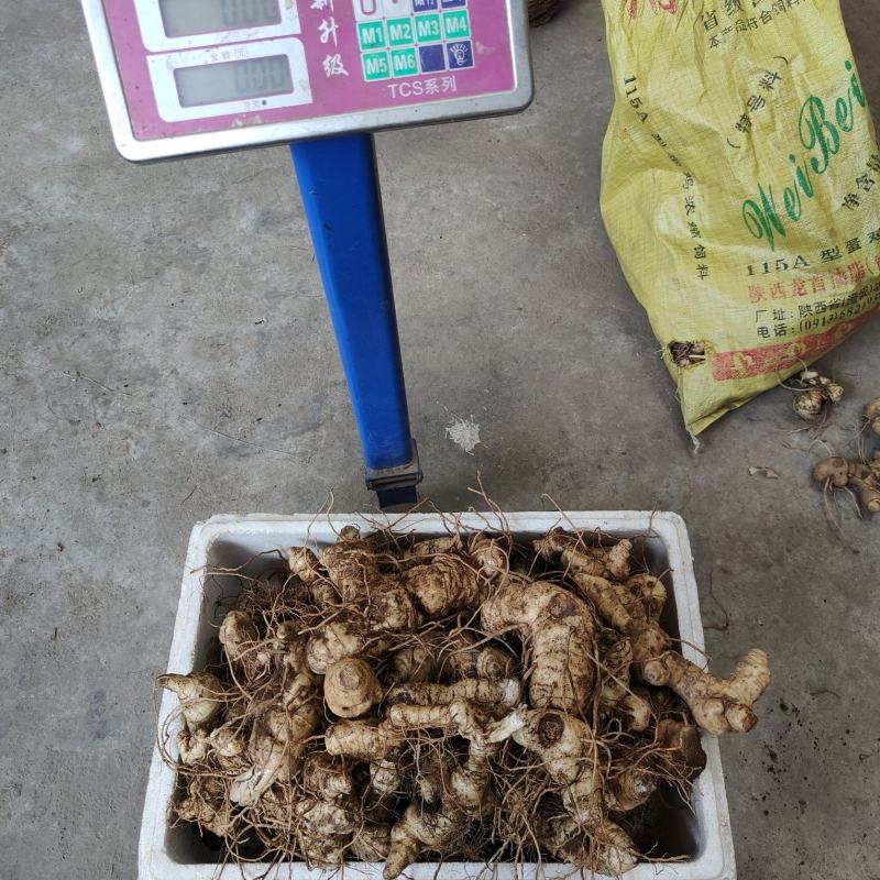 野生选个鸡头黄精，图片实拍(40斤）数量有限，卖完下架！