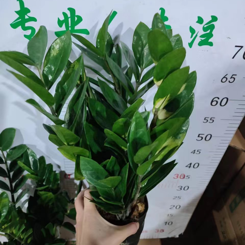 金钱树