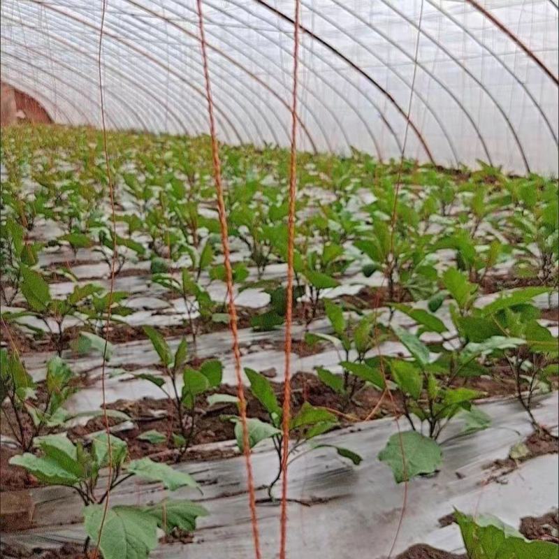 轮胎线吊瓜绳吊秧绳高温吊绳耐用轮胎线吊瓜绳吊线蔬菜大棚吊