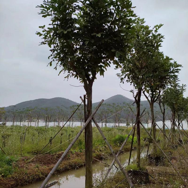 2303基地供应吊瓜树10-15分假植苗园林绿化