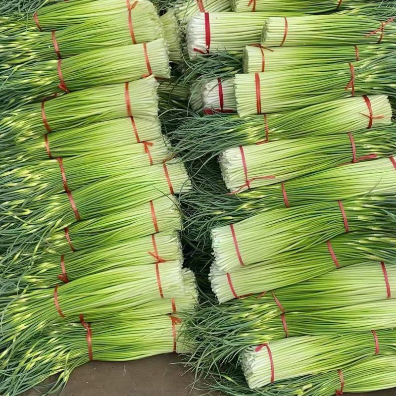 蒜苔量大掉价中，白帽红帽都有，不泡水干苔，诚信经营。