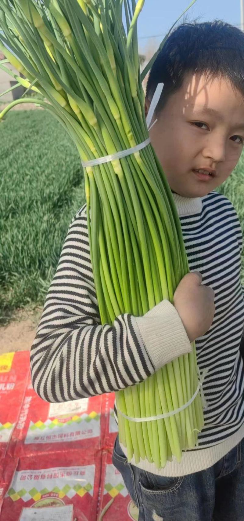 蒜苔量大掉价中，白帽红帽都有，不泡水干苔，诚信经营。