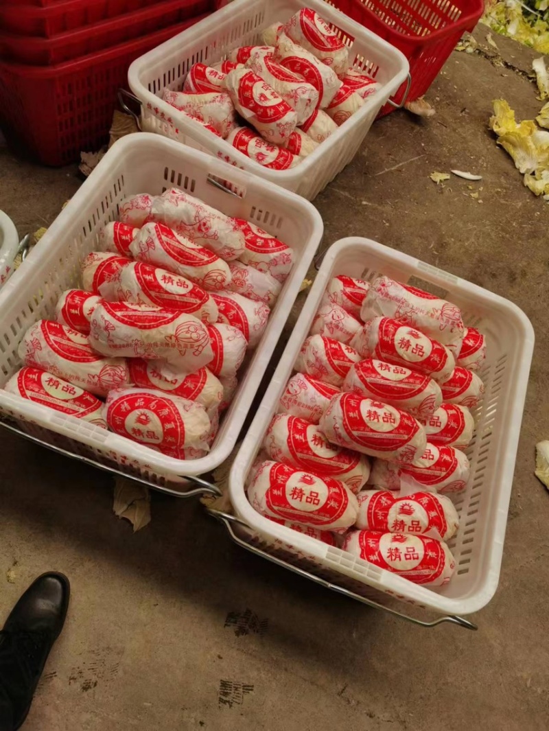 【精品大娃娃菜】大娃娃菜精品包装，大量供应欢迎咨询