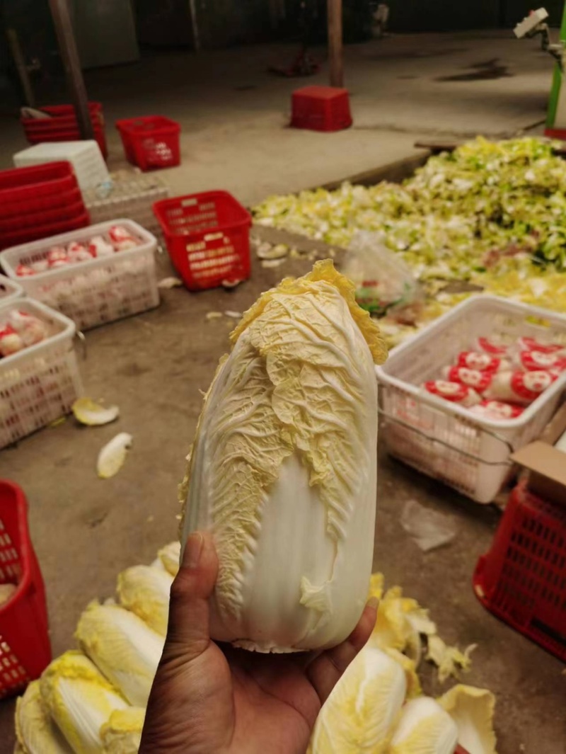 【精品大娃娃菜】大娃娃菜精品包装，大量供应欢迎咨询
