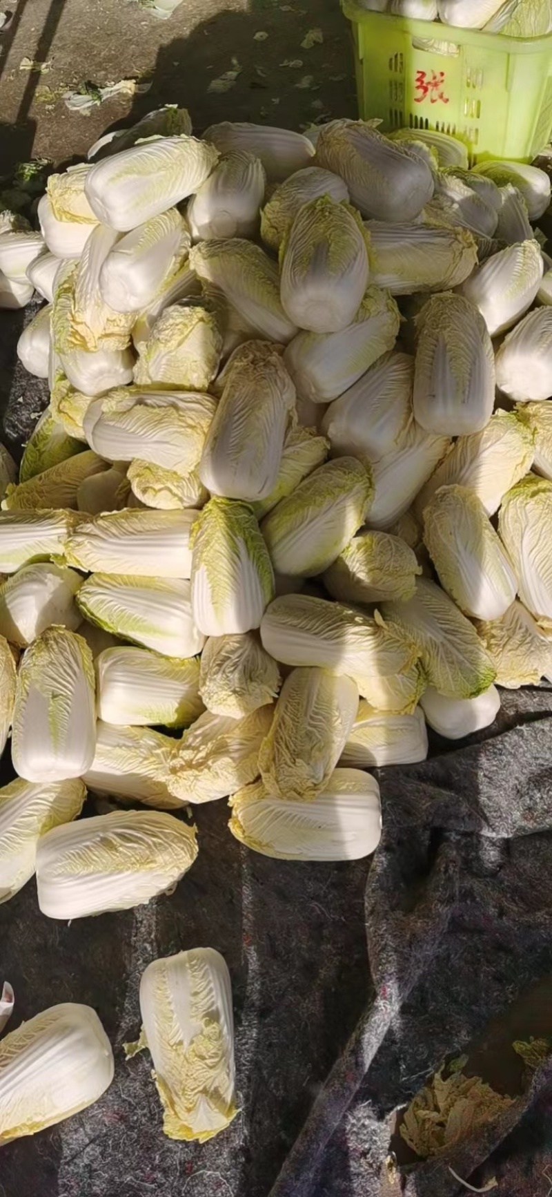 【精品大娃娃菜】大娃娃菜精品包装，大量供应欢迎咨询