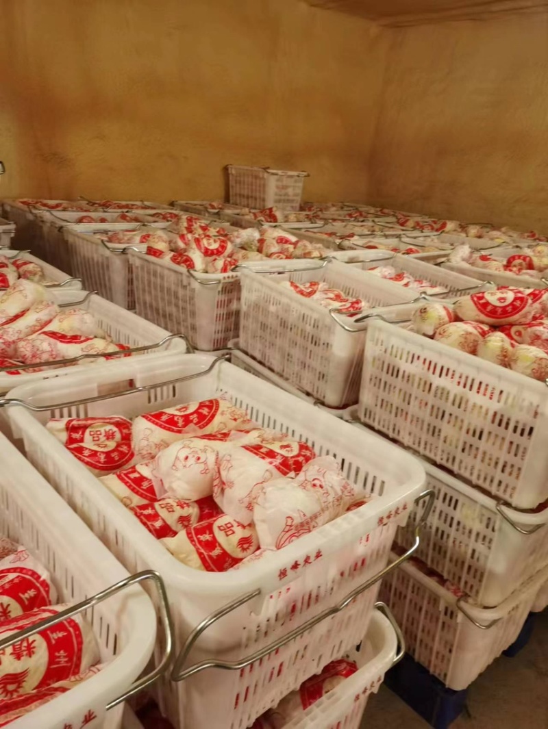 【精品大娃娃菜】大娃娃菜精品包装，大量供应欢迎咨询