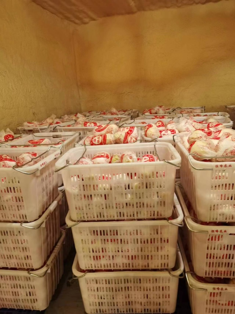 【精品大娃娃菜】大娃娃菜精品包装，大量供应欢迎咨询
