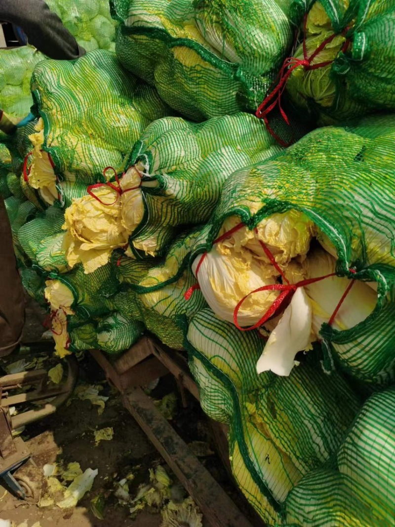 【产地发货】精品娃娃菜毛菜，湖北宜城娃娃菜，产地一手货源