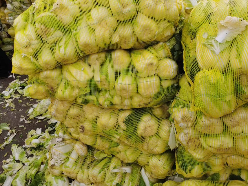 夏季娃娃菜种植遮阳网覆盖效果