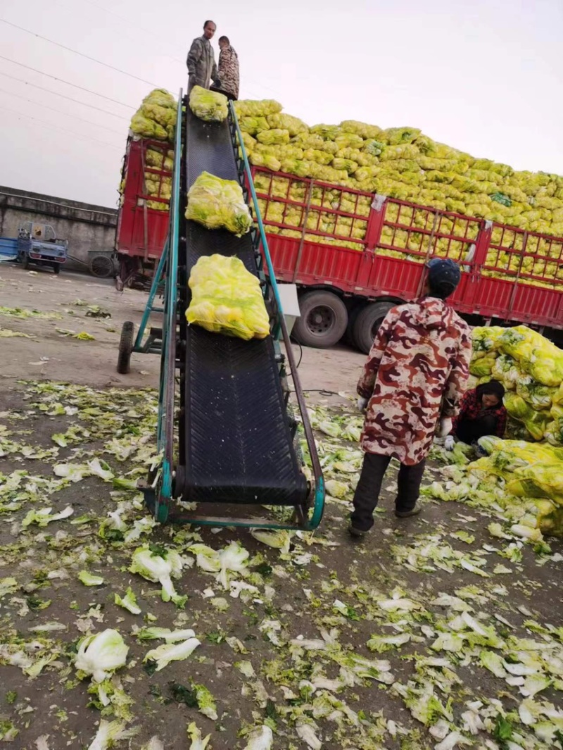 【产地发货】精品娃娃菜毛菜，湖北宜城娃娃菜，产地一手货源