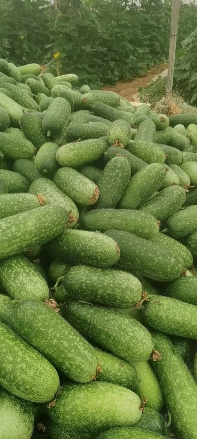 广西毛节瓜大量上市！货源充足！收价三毛！