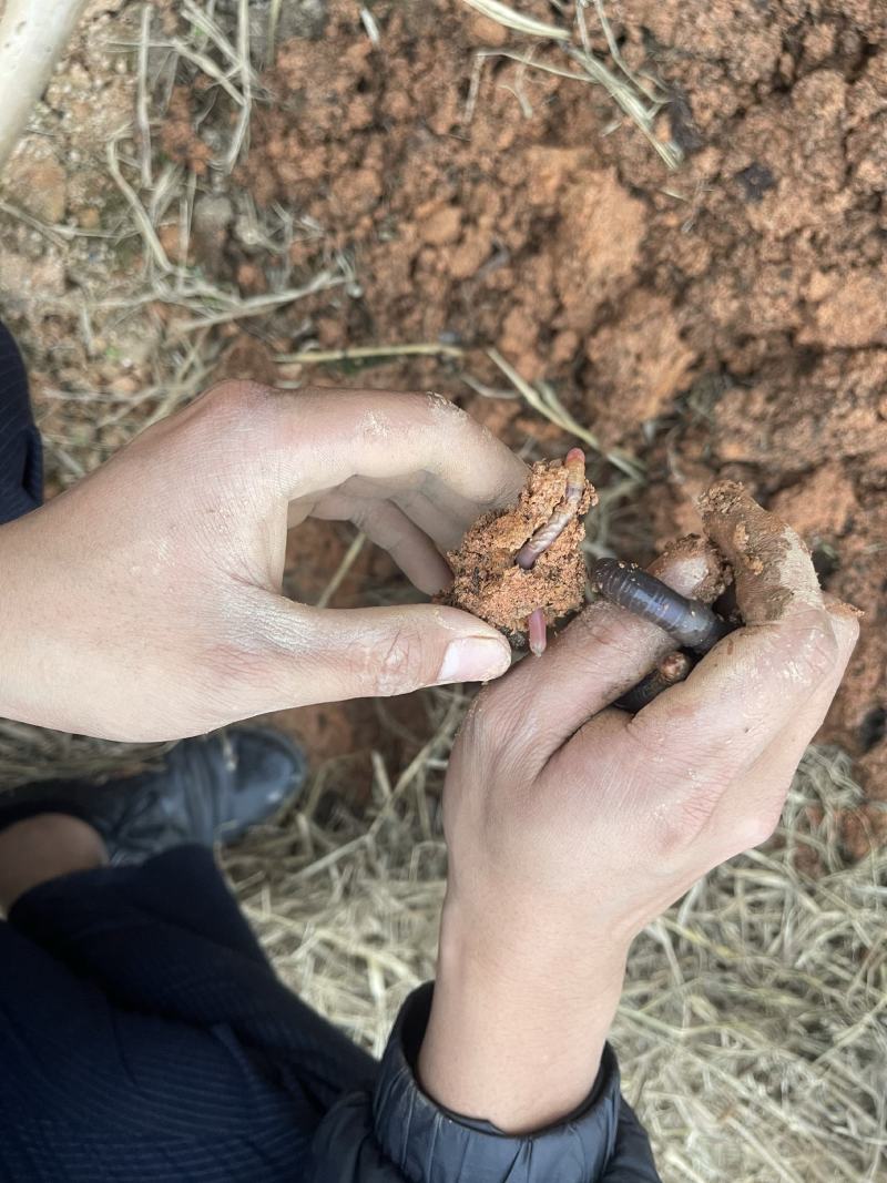 热卖广地龙蚯蚓种苗可视频看货欢迎咨询货源充足