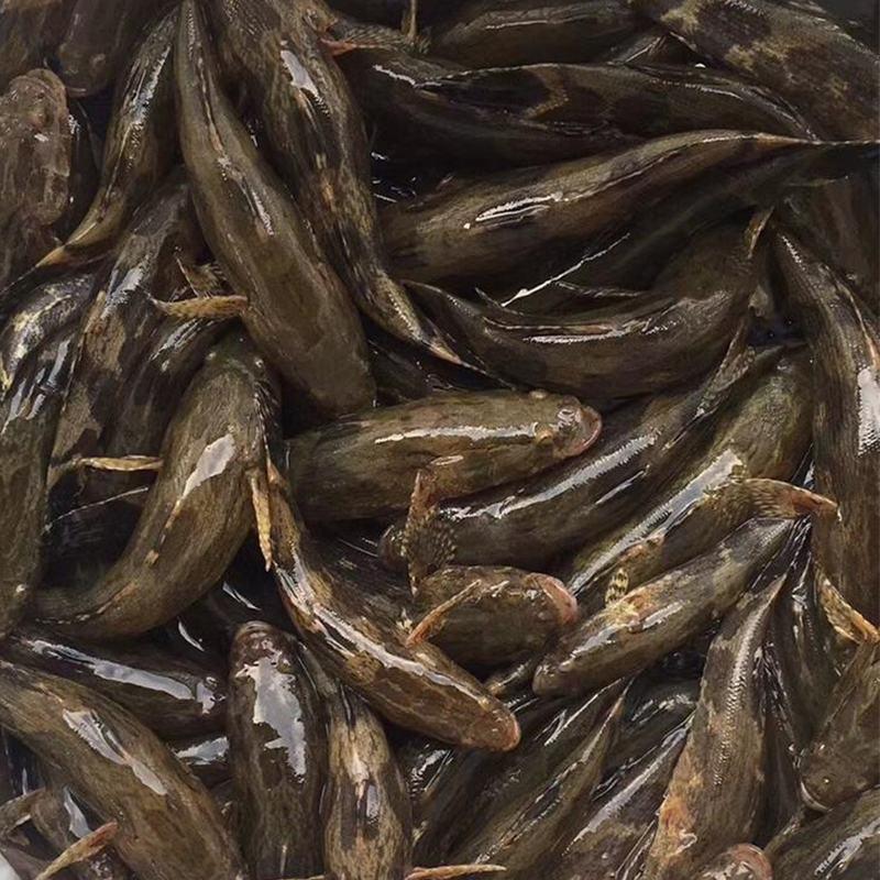 2023年泰国笋壳鱼新苗沙塘鳢鱼呆子鱼耐低氧经济价值高