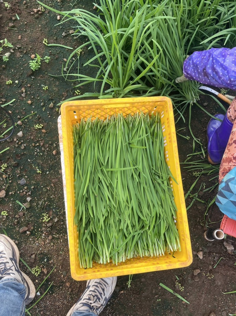 【荐】韭菜广东韭菜徐闻韭菜新鲜采摘现摘现发产地直供货源