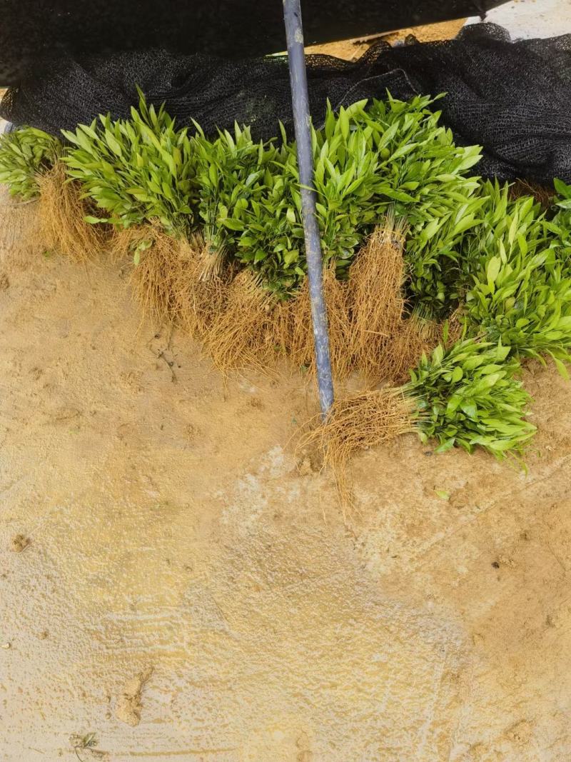 【精品】小叶香橙小苗，《包邮》香橙苗，产地销售。
