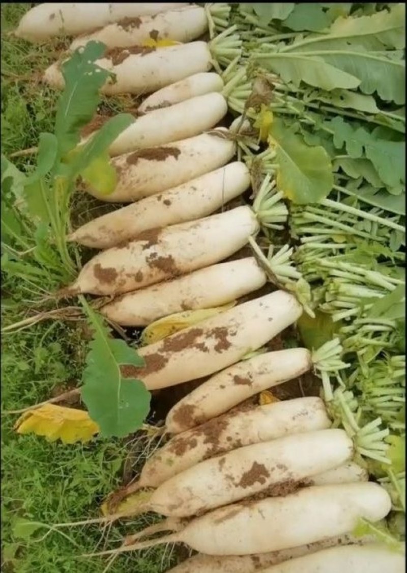 （批发白萝卜）白萝卜，湖北钟祥白萝卜种植基地，基地一手货