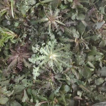苦菜批发
