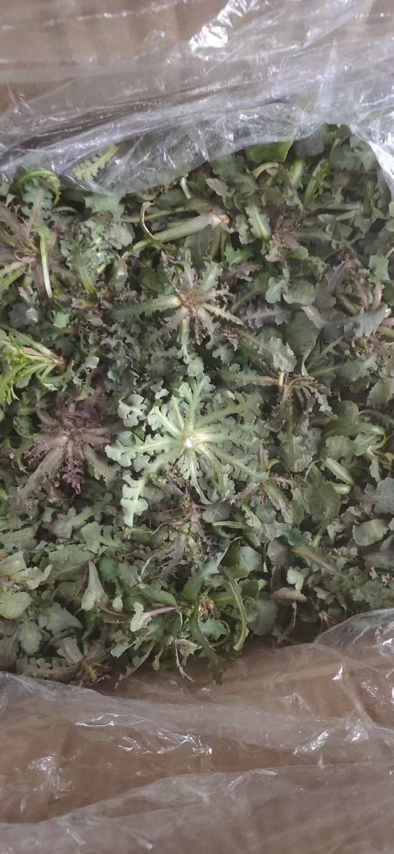 苦菜批发