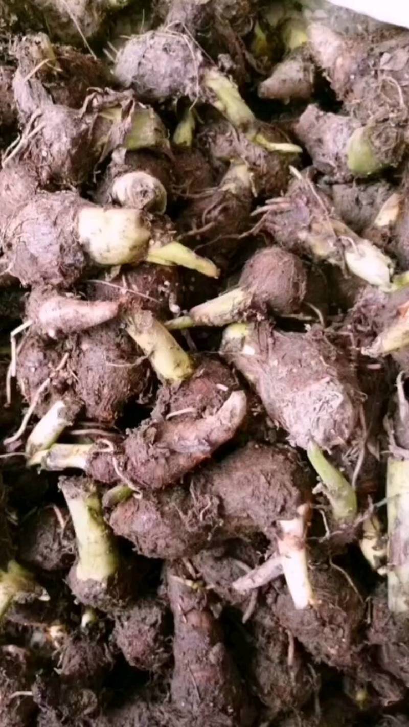 大量供应荔浦芋头种子，种芋