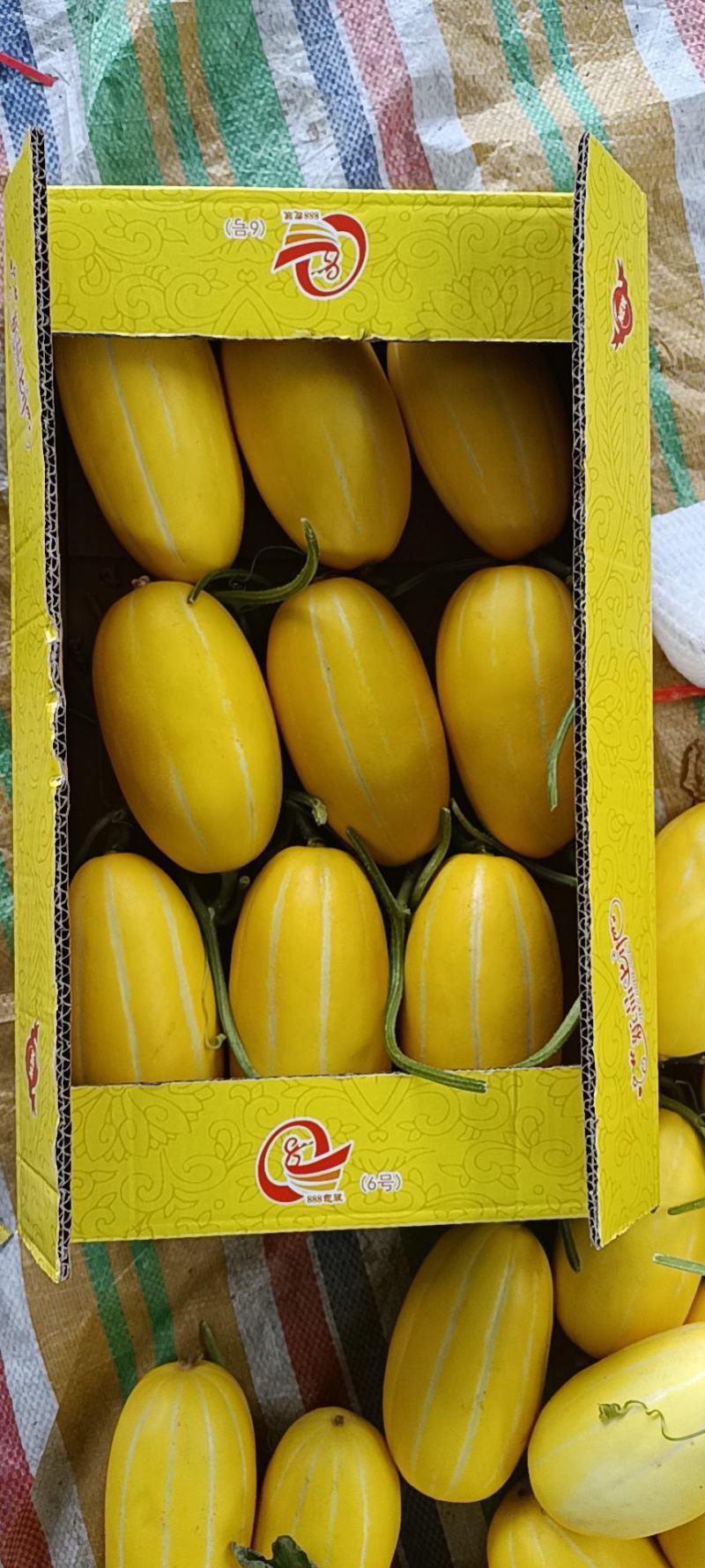 精品甜瓜，丰田大量上市欢迎新老客户预约即将大量上市
