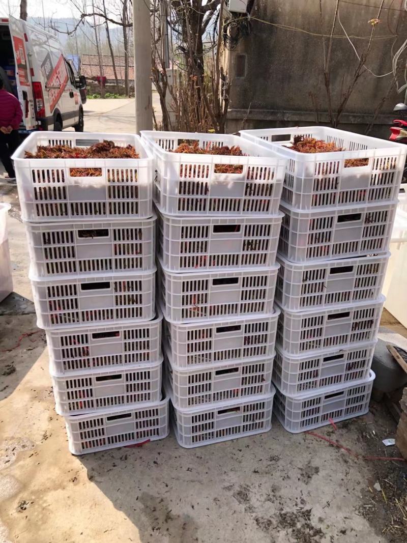 山东香椿芽红油香椿芽欢迎采购，优质品质。大量上市。。。。