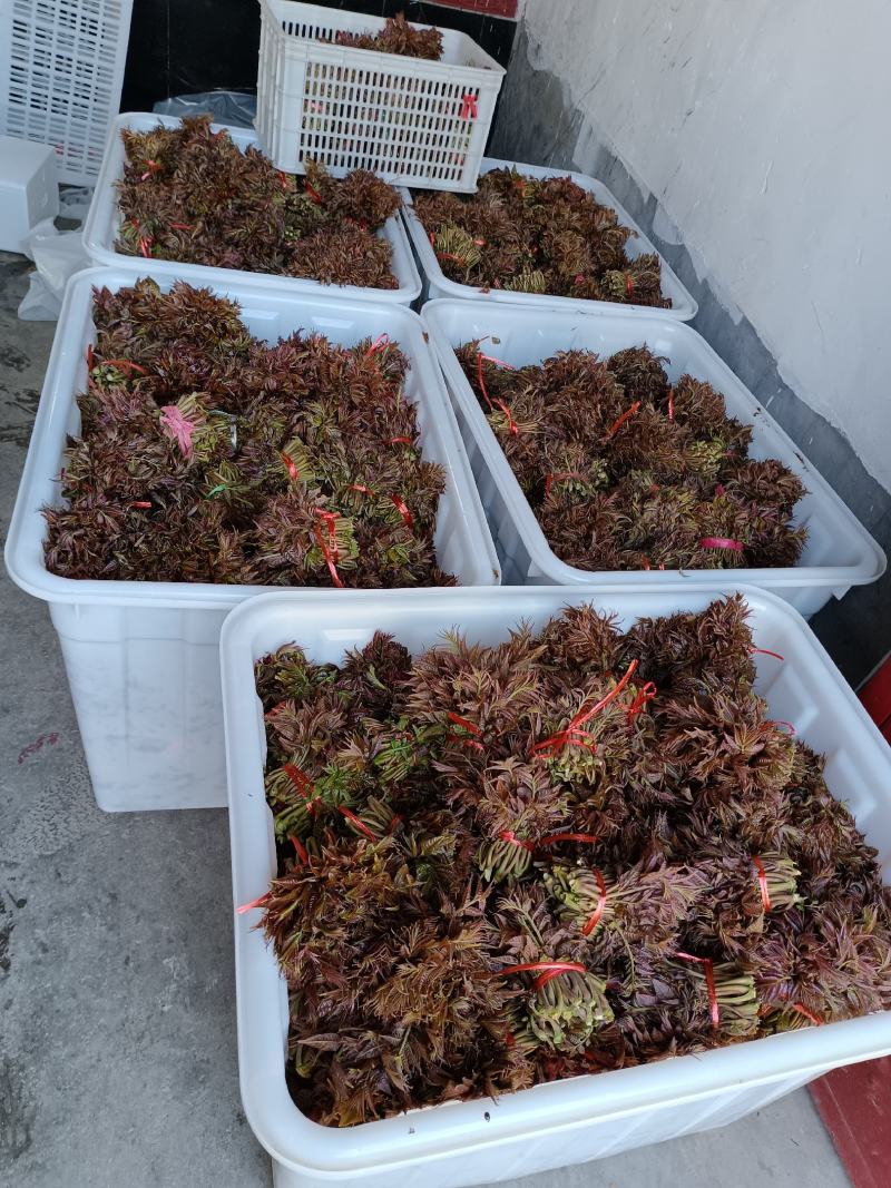 山东香椿芽红油香椿芽欢迎采购，优质品质。大量上市。。。。