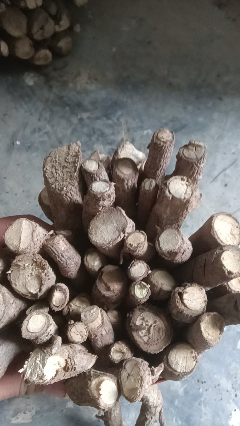 泡桐树种根9501.9502