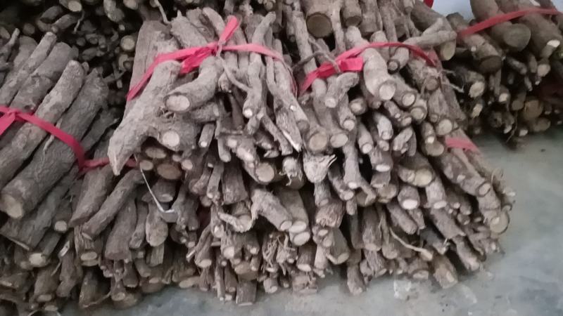泡桐树种根9501.9502