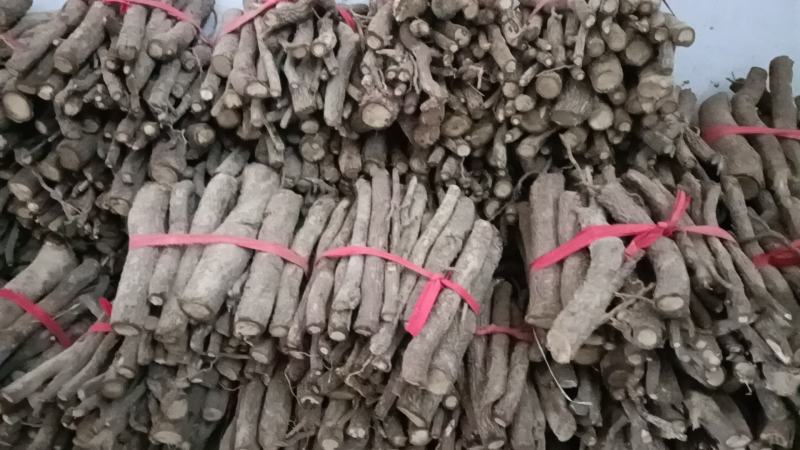 泡桐树种根9501.9502
