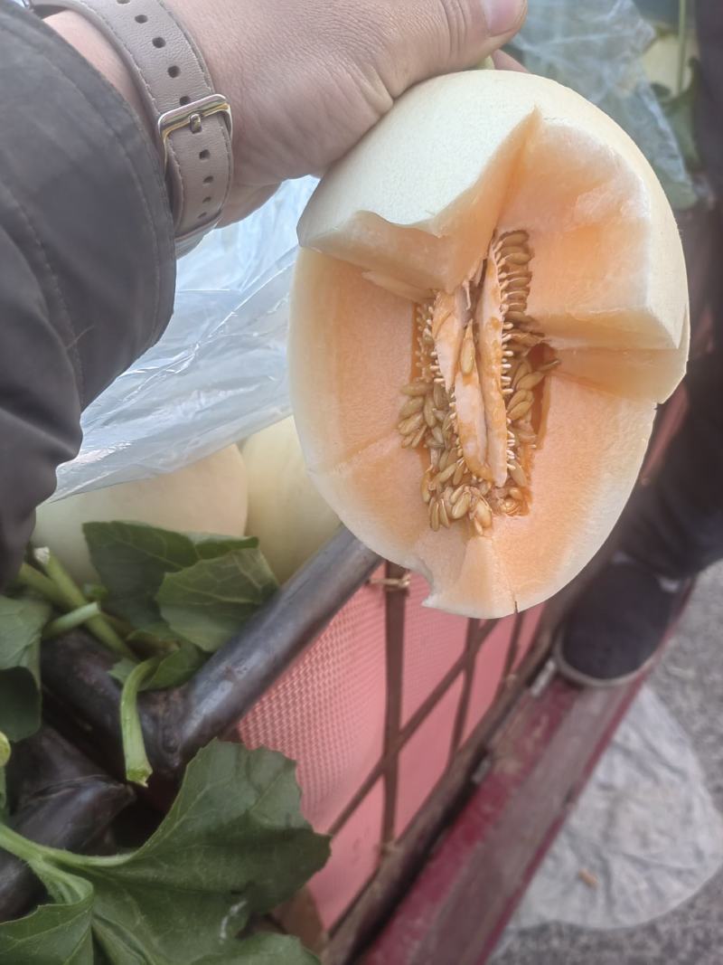 红金蜜甜瓜，山东莘县燕店产区大量上市中，白皮红肉！口感脆