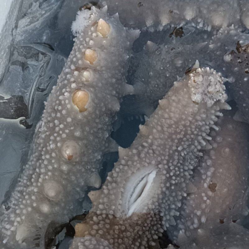 鲜食海参