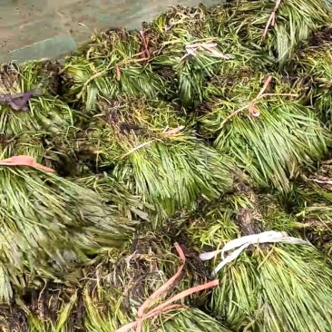 矮苦草秧，伊拉草