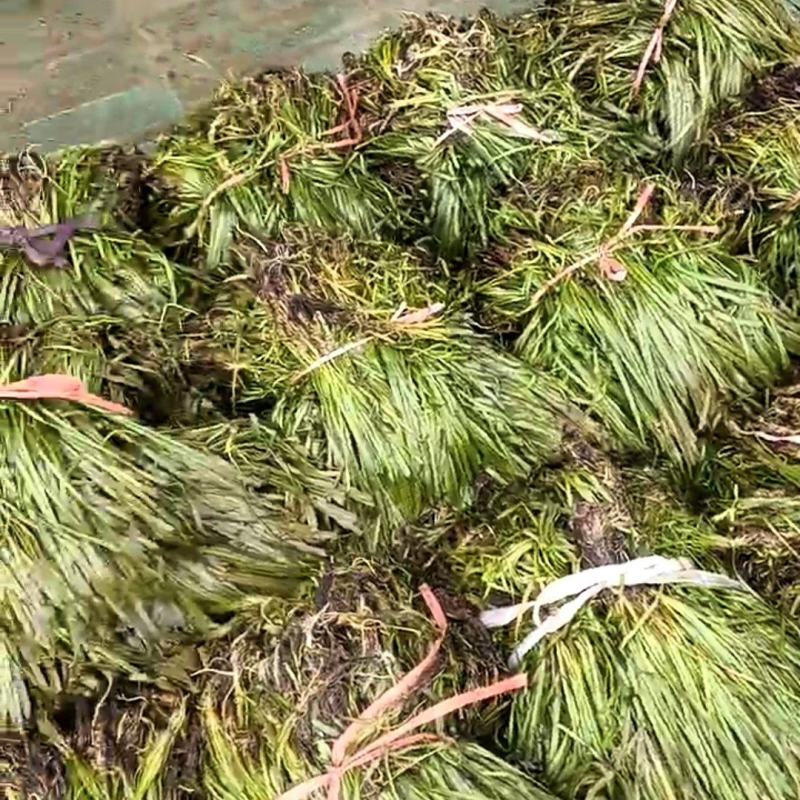 矮苦草秧，伊拉草