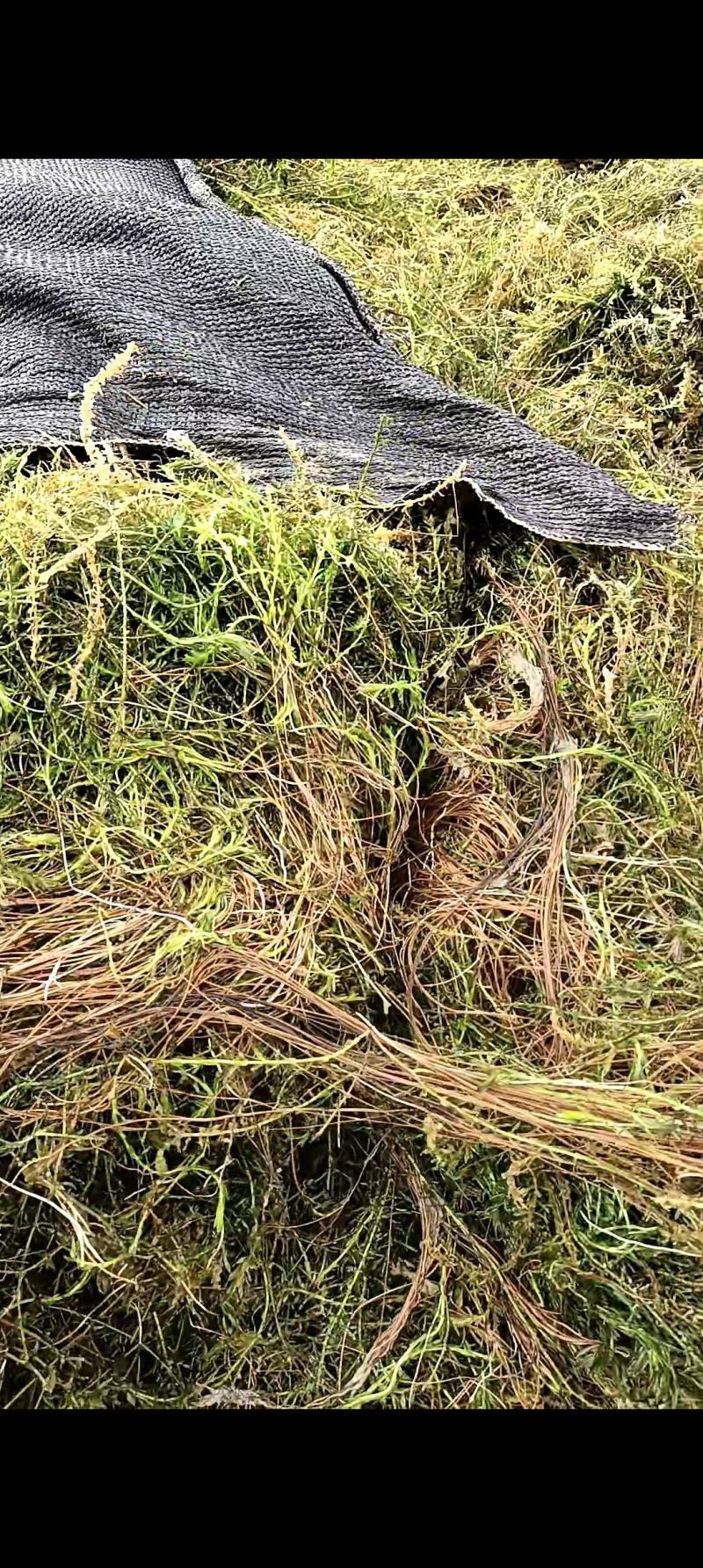 矮苦草秧，伊拉草