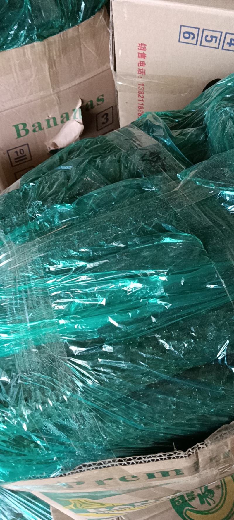 【实力推荐】天水武山密刺黄瓜大量上市，油黑发亮，条形直